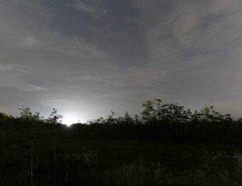 Darkness is crucial to Everglades habitat. Could Alligator Alcatraz threaten it?