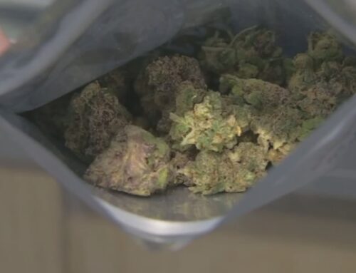 Major cannabis company to end operations in Michigan as industry slows