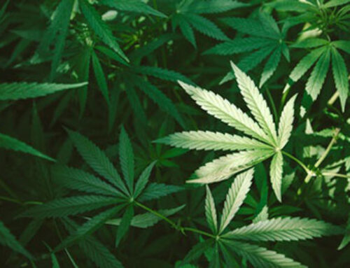 5 Worst ETFs of H1 2025: Cannabis ETFs Lose Their Buzz