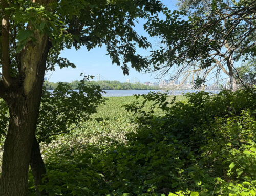 A Delaware River island on a path to environmental renewal