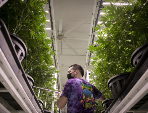 ‘This tax could kill this industry.’ California cannabis operators brace for increase