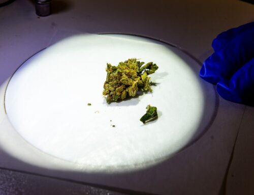Mass. cannabis lab ordered to suspend operations