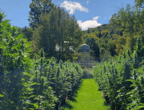 Cannabis farmers celebrate progress with upcoming Catskills festival
