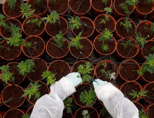 Big Cannabis puts its growth hopes in dud buds