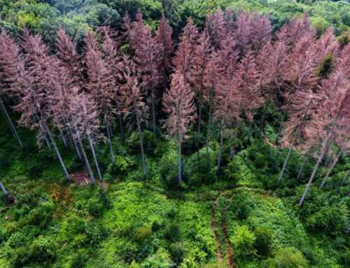 Ancient mass extinction shows how Earth turned into a super-greenhouse