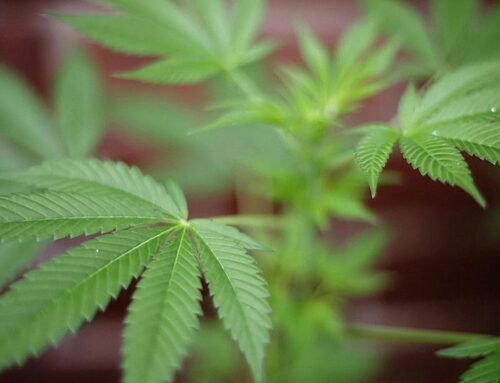 Maryland pivots location for nation’s first cannabis incubator site