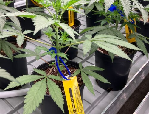 When will Alabama have medical marijuana? Legal ‘cannabis cartel’ stands in the way, advoc