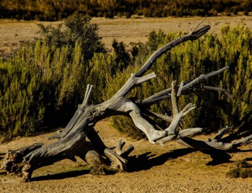 Droughts tied to climate change are pushing water, food, and ecosystems to the brink