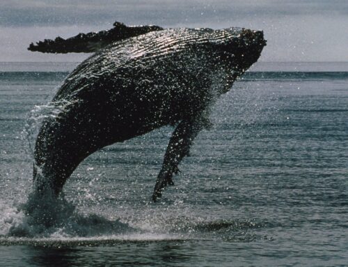 Bitcoin News: BTC Whales Wake Up From 14-Year Slumber to Move Over $2B of BTC, On-Chain Da