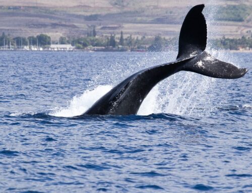 Bitcoin Whales Scoop Up BTC as Price Nears Record Highs