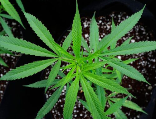 Rise in N.Y. adult cannabis use could spark public consumption debate