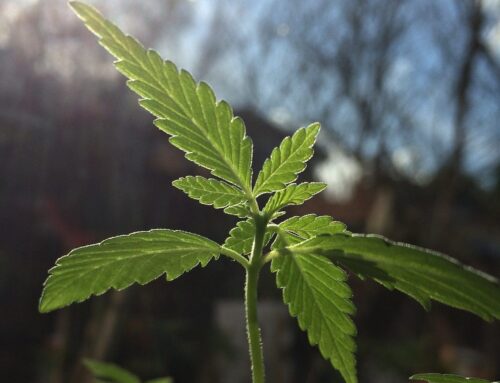 It’s Time For Congress To Create A Federal Pathway For Medical Cannabis Access (Op-Ed)