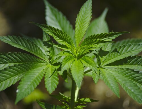 Navigating Cannabis, Safety, and Compliance in the Workplace
