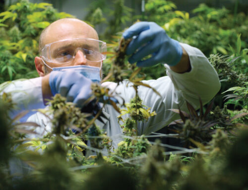 The Cannabis Debate: Rising health risks, addiction, and regulation