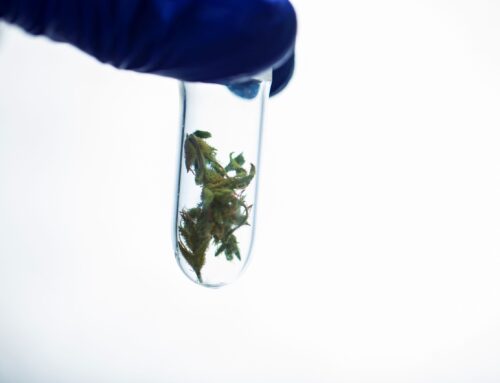 Recent Study Finds THC Labeling More Accurate in Concentrate Products Than Cannabis Flower