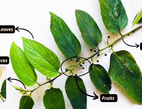 Tropical weed discovered that contains the same CBD as cannabis