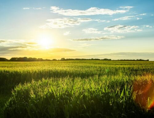 Scientists confirm Iowa farm pollution is creating dire health risks