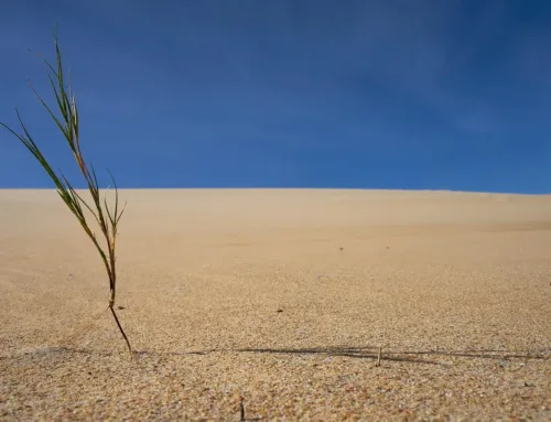 SDGs: An Urgent Plan for a Planet in Crisis and a Global Call to Change the Course of the