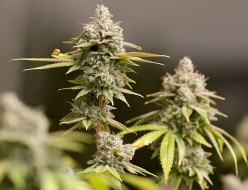 Can cannabis impact aging? Study shows marijuana could alter ‘genetic code’