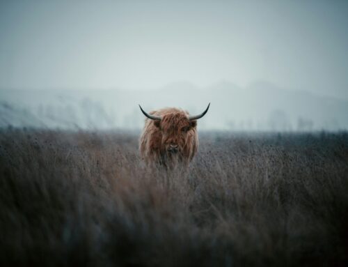 Bitcoin Bull Mulls Different Kind of Corporate Treasury Strategy as Prices Continue on Hol