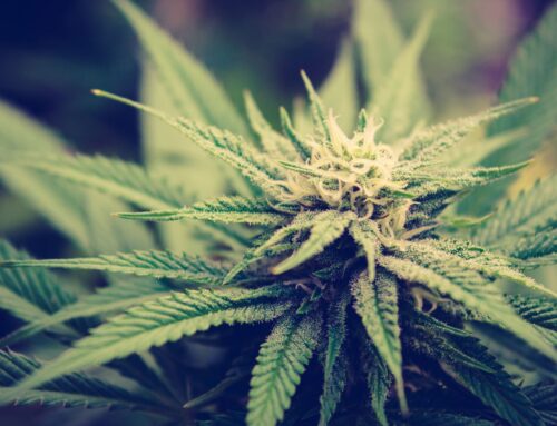 Judge overseeing cannabis rescheduling retires, leaving it to Trump’s DEA head  (Newslette