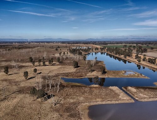 Ecologist concerned world-class wetlands could be overrun by pests