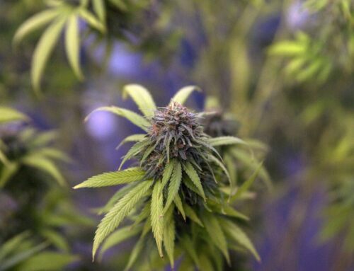 North Texas cannabis industry look towards special session after Gov. Abbott vetoed THC ba