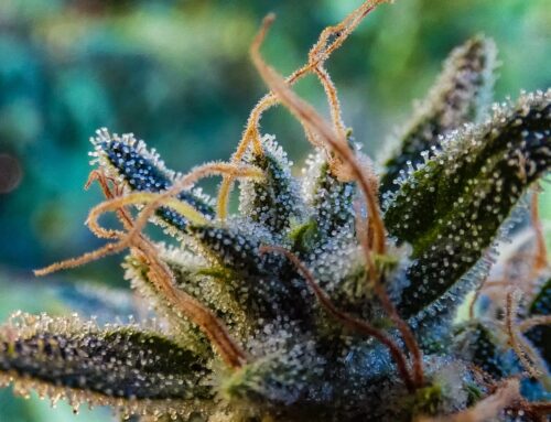 Curaleaf Reports Increasing International Cannabis Sales For Q1 2025 But Risk Remains High