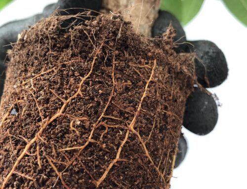 How plants build the microbiome they need to survive in a tough environment