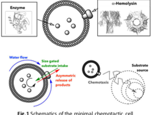 Scientists create an artificial cell capable of navigating its environment using chemistry