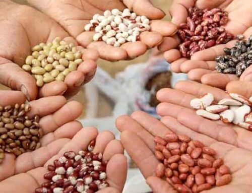 Corporate Control of Seeds is a Big Obstruction in the Path of Protecting Small Farmers an