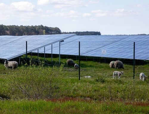 Solar farms and sheep grazing show how farming and clean energy can share land