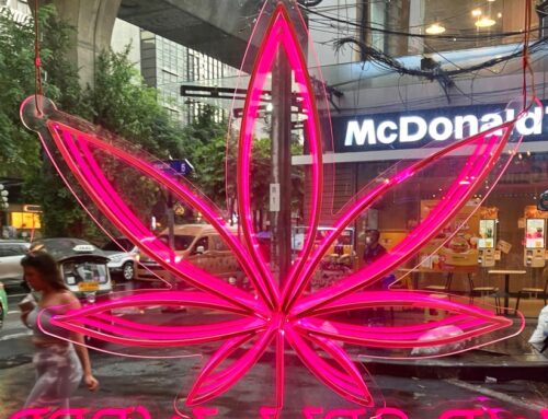 As Thailand does U-turn on legal cannabis, businesses scramble to survive