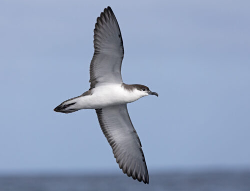 Wind energy industry must use the best ecological information to avoid unintended harm to