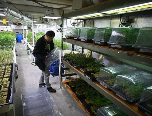 Tilray rises as cannabis reform optimism rolls on