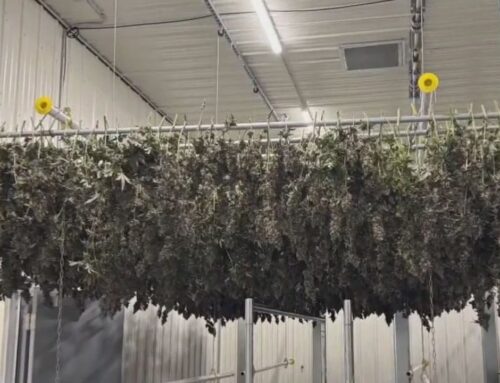 MN cannabis businesses have licenses, but no product | FOX 9 Minneapolis-St. Paul