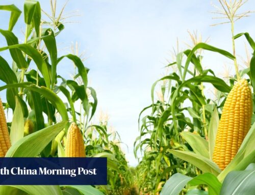 Study reveals how corn has evolved to sense and respond to environment