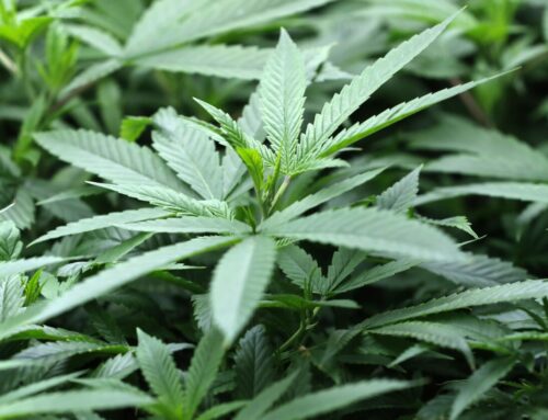 What could marijuana drug reclassification mean for Chicago cannabis companies?