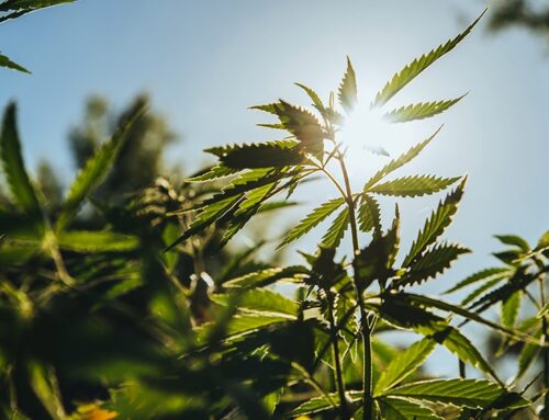 CRS Provides 4 Considerations for Congress to Revise 2018 Farm Bill’s Hemp Definition