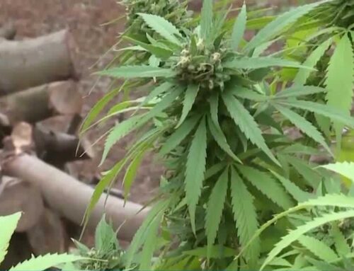 Wisconsin GOP lawmakers introduce bill to legalize medical marijuana