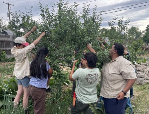 Denver’s Food Forests Provide Free Fruit While Greening the Environment