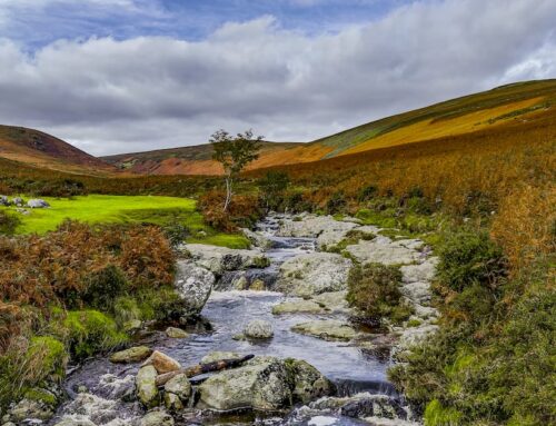 Ireland’s natural environment in ‘very  poor’ condition, EU analysis finds