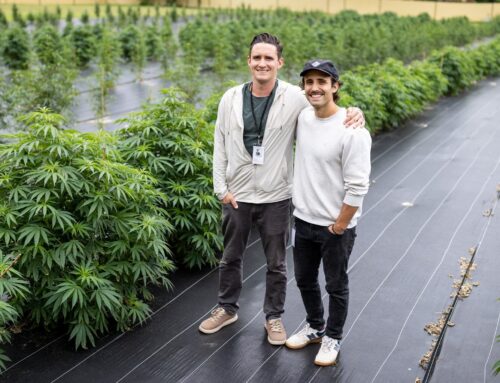 The Lindstrom farm growing recreational cannabis to make potent extract