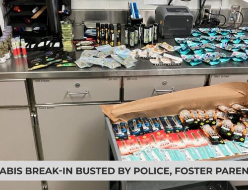 Cannabis break-in busted by police, foster parent