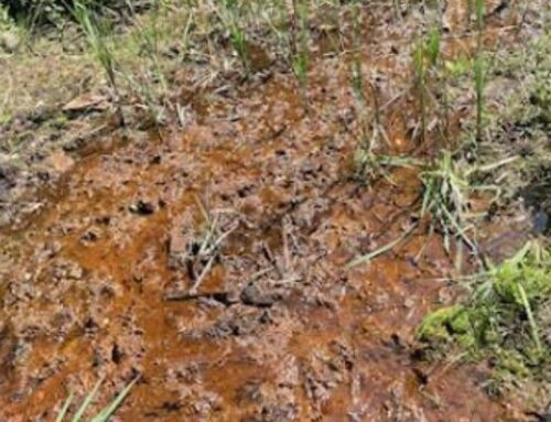 DEP downplays own report finding adverse impact from mining near Kanawha State Forest