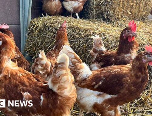 New Evenley plant turning manure into power gets green light
