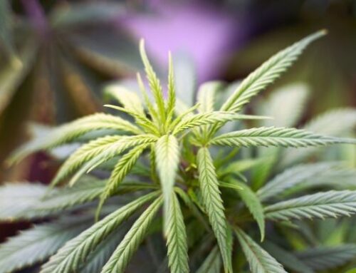 Cannabis Industry Gets Excise Tax Relief in New California Law