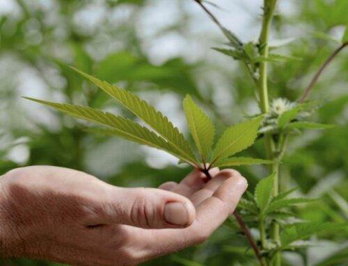 California Cannabis Excise Tax Cut Would Be a Welcome Change