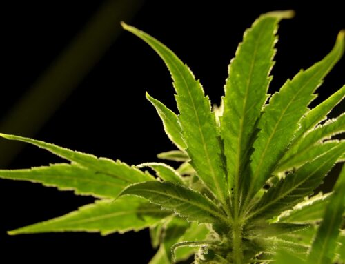 Help us report: Share your experience with medical cannabis in West Virginia