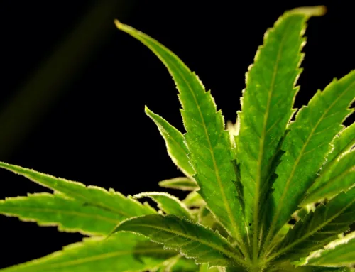 Cannabis-based drug reduces back pain in a large study
